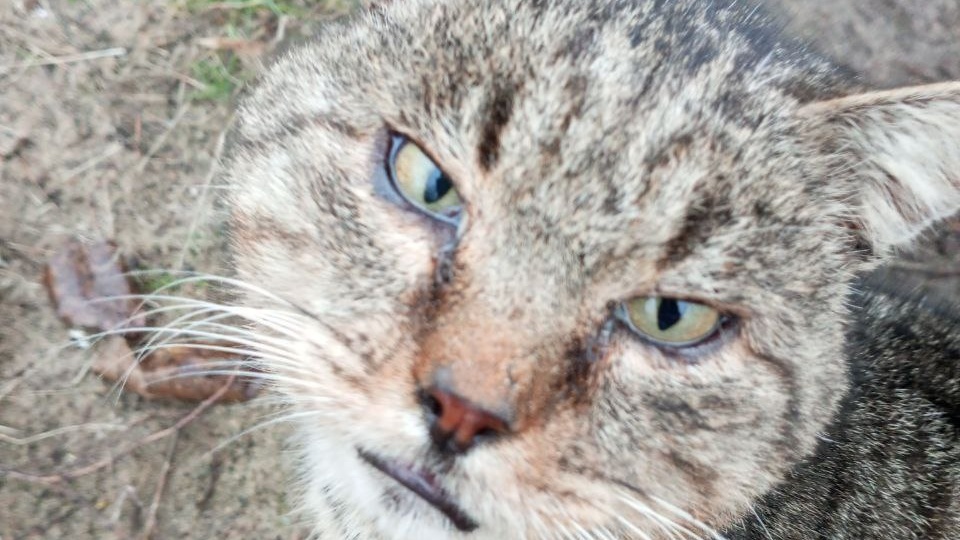 Истории нашего двора. "Накорми кота!", или Зачем нашей каше ваш пауч.