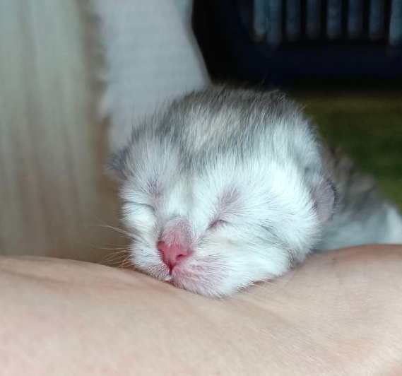 Малютка Ромашка