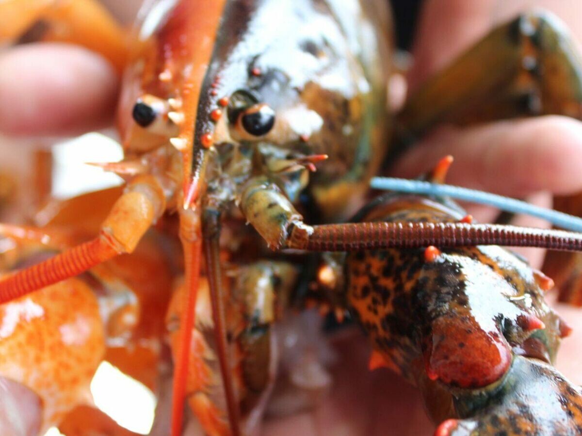    Двухцветный лобстер выловленный в штате Мэн в США | © Фото : Maine Center for Coastal Fisheries