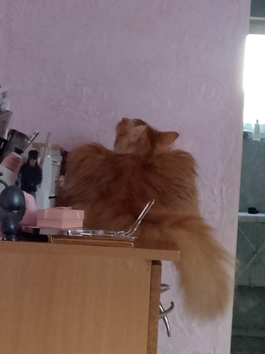 Хочу его безмятежность и спокойствие.                                     Тот кто говорит, что дома легко, что сидеть дома классно и ты кайфуешь и отдыхаешь, это не так.   Домашняя работа это самый не благодарный труд который только существует, это вечный труд, вечные дела и заботы, ты всё время, что-то делаешь, а готовка? Я люблю готовить, но для меня самое сложное, это придумать, что приготовить. Не процесс приготовления, а идея. Хочется что-то вкусное, не одно и тоже как у многих, не просто суп, борщ, картошка и макароны, а что-то интересное, но не всегда получается. Либо фантазия не работает, либо что-то мешает, либо по времени не успеваю. Но самое страшное, это когда нападает та самая фантазия, и ты как сумасшедший повар мечешься по кухне и у тебя на плите солянка, в гриле какие то фаршированные штуки, в чашке подходит тесто, и нарезан салат, и ты закидываешь в тарелку бутерброды. И в этот момент одна мысль, ну завтра я готовить не буду, а фиг там ночевал! Завтра настаёт и ты начинаешь думать, ту самую мысль, "Чё блин готовить!"