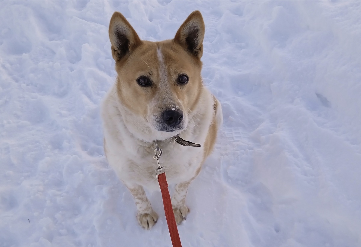 Я уже 5 лет живу в приюте