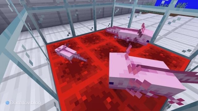    Взрослые аксолотли и детёныш в «Майнкрафте»