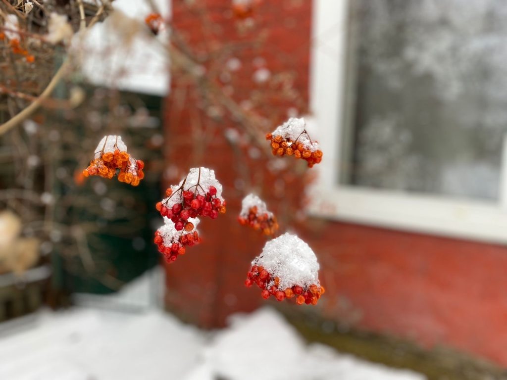    Фото: И. Куницкая. Газета "Земля"