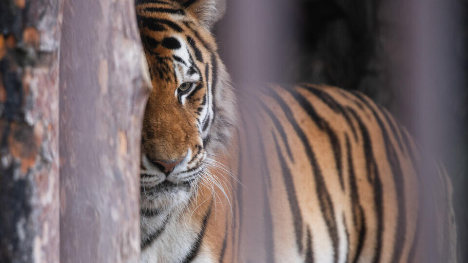     Амурского тигра насмерть сбили сразу четыре автомобиля в Хабаровском крае www.globallookpress.com/Ilya Moskovets