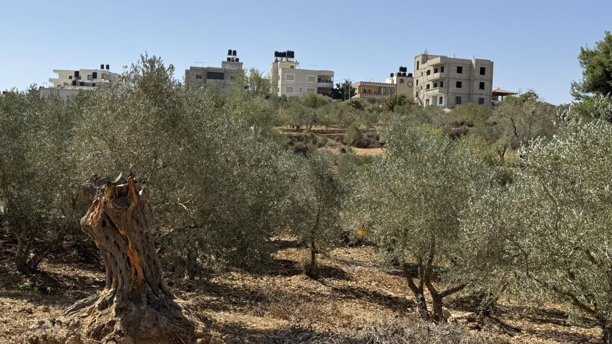Деревня Синджин, в 15 километрах к северу от Рамаллы. На переднем плане слева 500-летнее оливковое дерево, выкорчеванное поселенцами. 24 Сентября 2025 г. © Тахер Хани/ France24