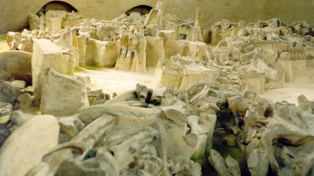    Фото: «Брянские новости»