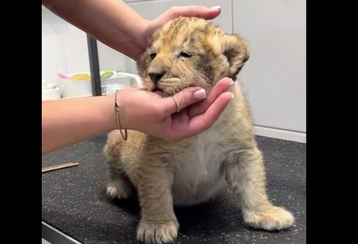 Росприроднадзор проверяет видео со львенком из петербургского груминг-салона