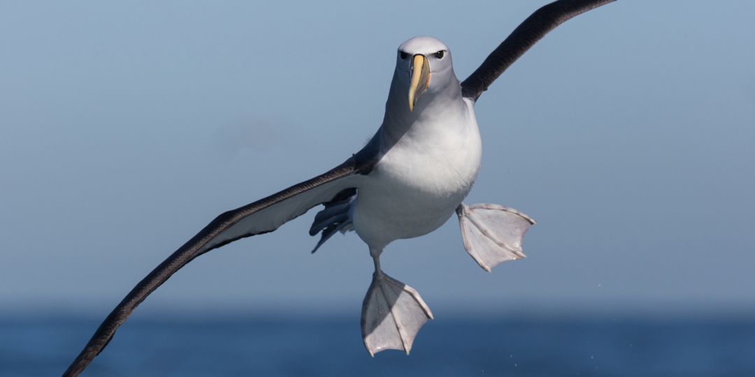 Как альбатрос спит в полёте и не падает в океан