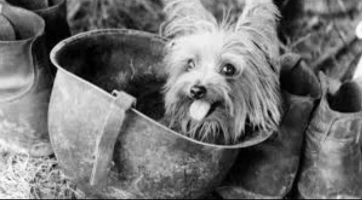 Маленькая девочка с огромным сердцем, чей подвиг навсегда остался в памяти человечества. 