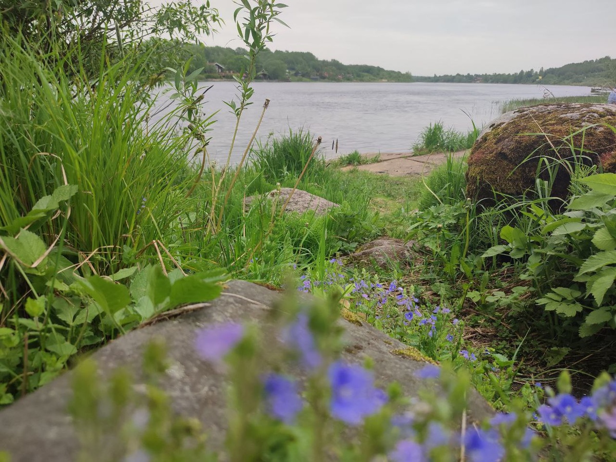 Берег реки Волхов.