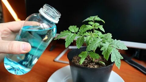 Магний для рассады томатов: подкормка, которой многие напрасно бреззгуют