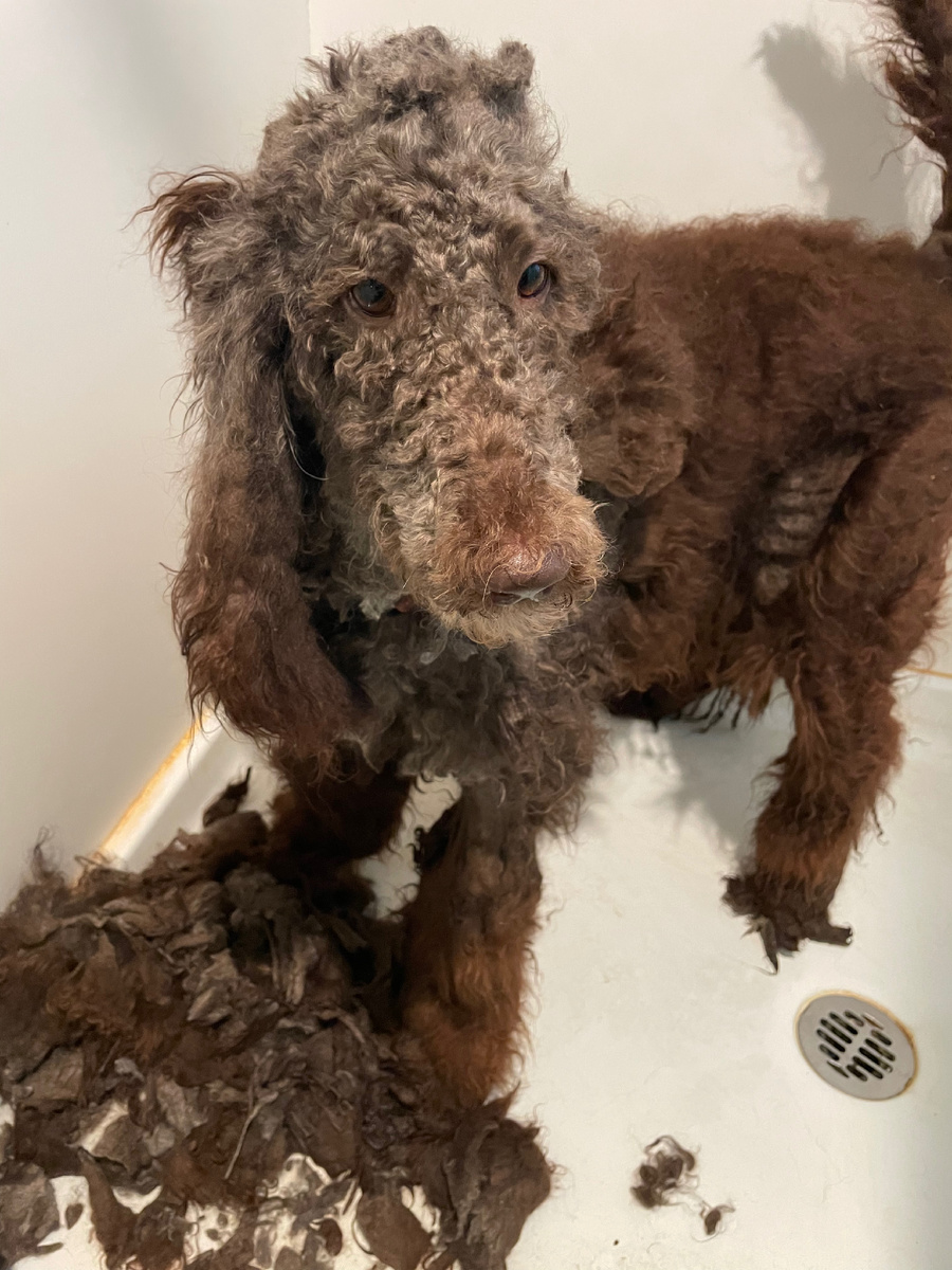 Стрижку ещё не закончила. Я, как и обещала себе и псинке, в случае сдачи Национального экзамена по акупунктуре, подстригаю постепенно деточку🐩