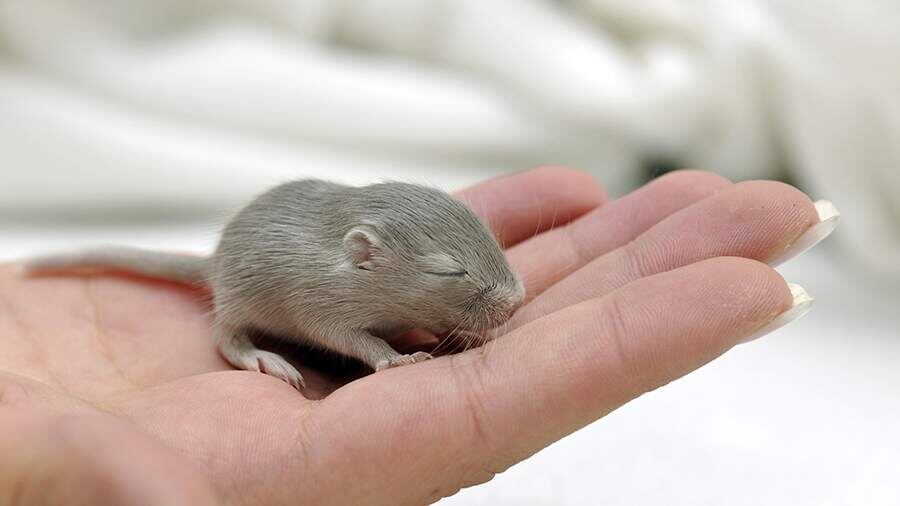    Фото: Global Look Press/Michael Weber