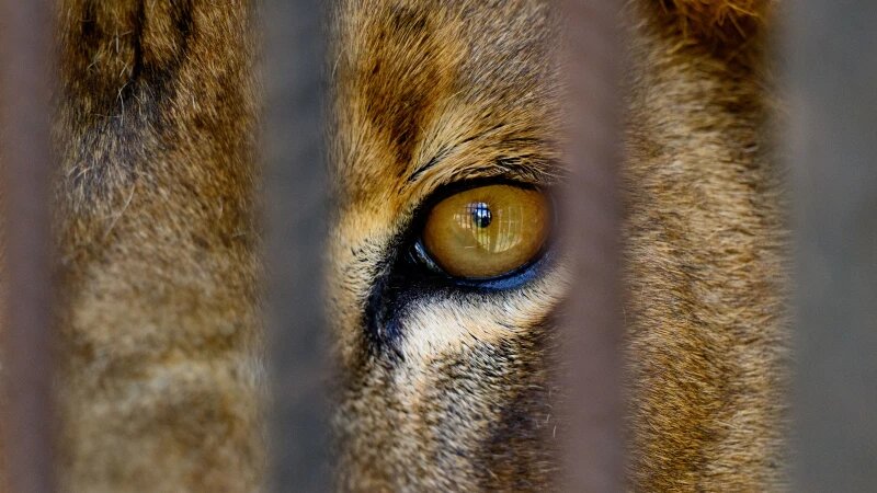     Фото 2025 года Дмитрий Лямзин