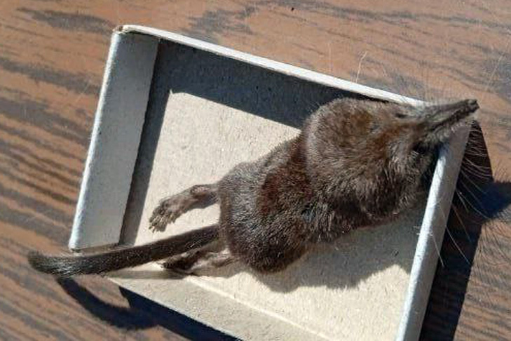    Фото Алексея Яновского специально для VN.ru