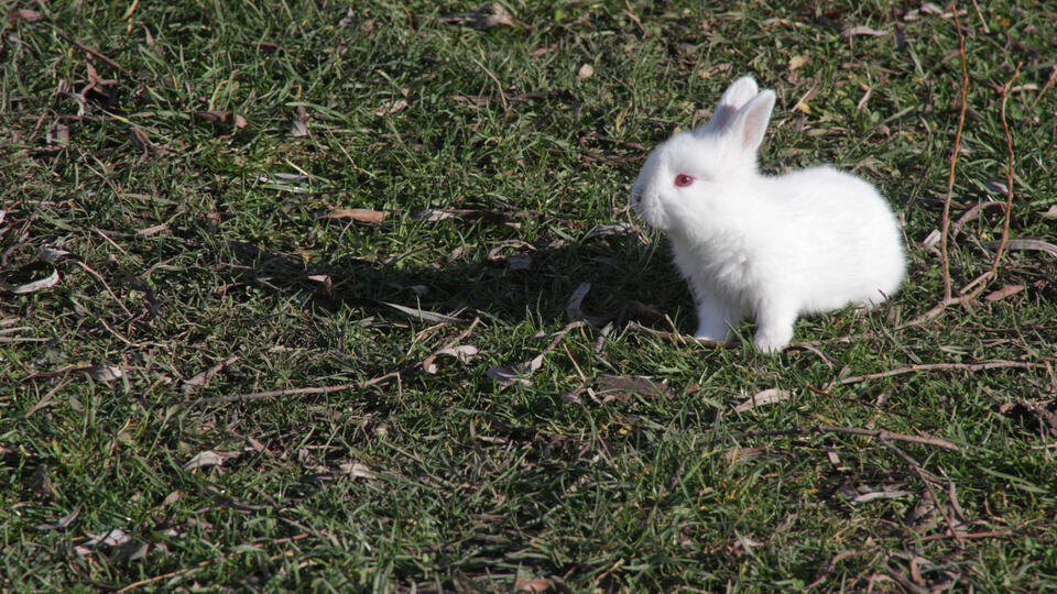     Мужчина стрелял по возлюбленной и смыл ее кролика в унитаз Алексей Павлишак/ТАСС