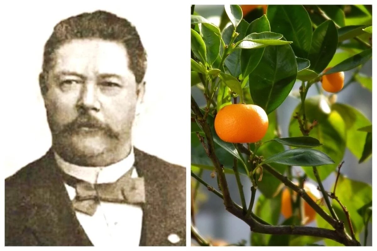    В 1940-м мандарины с плантаций, высаженных Игумновым, впервые попали на ВДНХ.