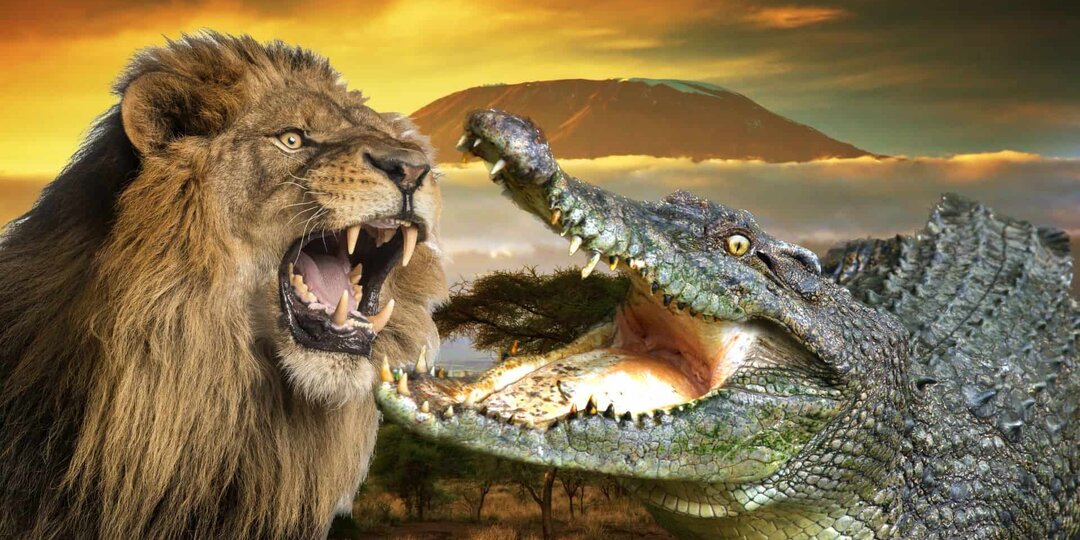 Рискуя жизнью: как львы убивают опасных крокодилов и больших жирафов!