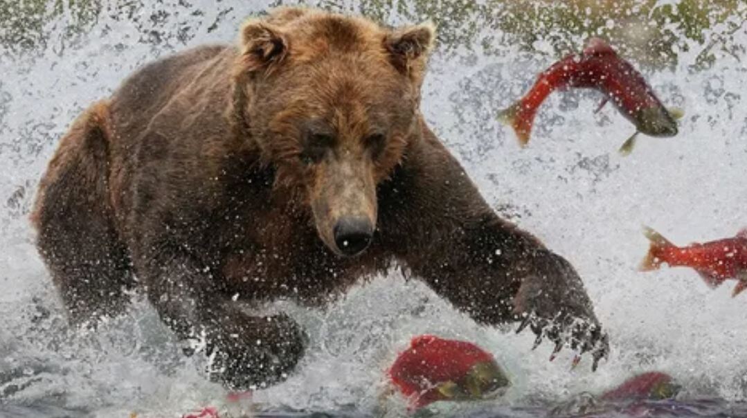 Осенний пир. Гризли ловит лосося на отмели