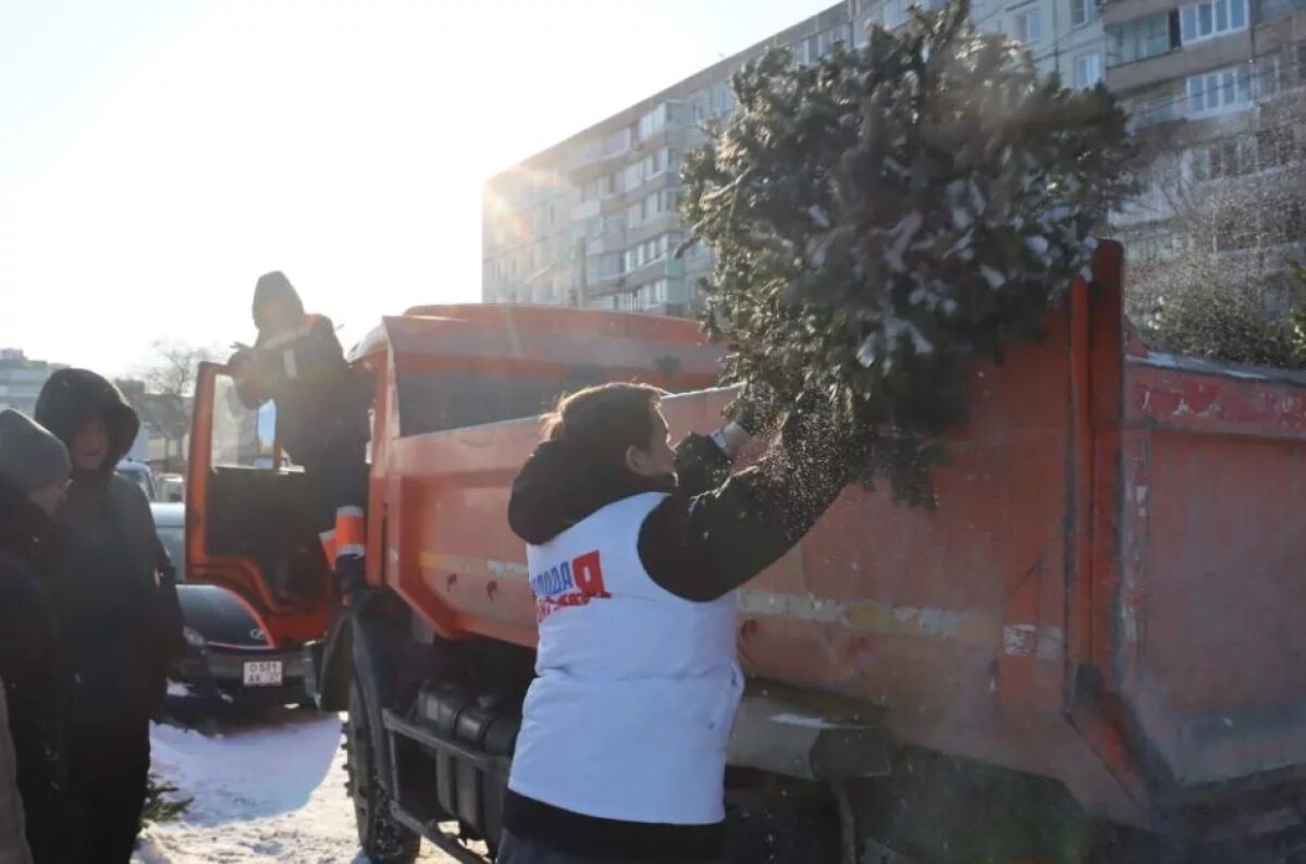    В Хабаровске изъяли новогодние ёлки у нелегальных продавцов