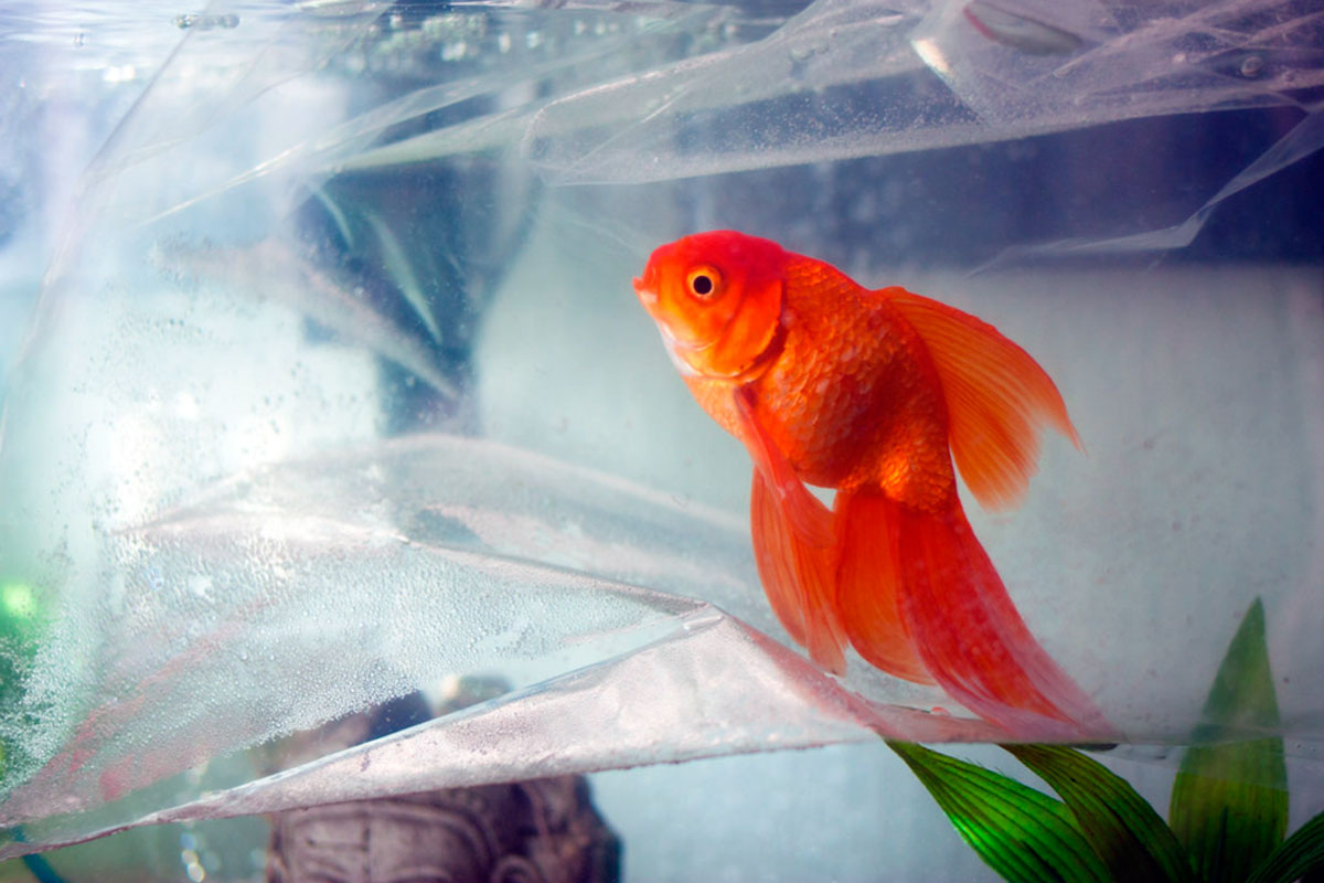 Мы — не «потерянные души в аквариуме». Мы сами — вода, течение и рыбки