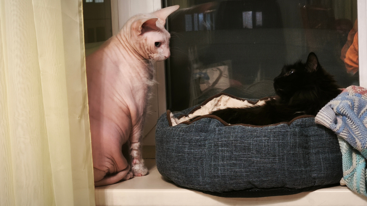 ну и чего уставился?