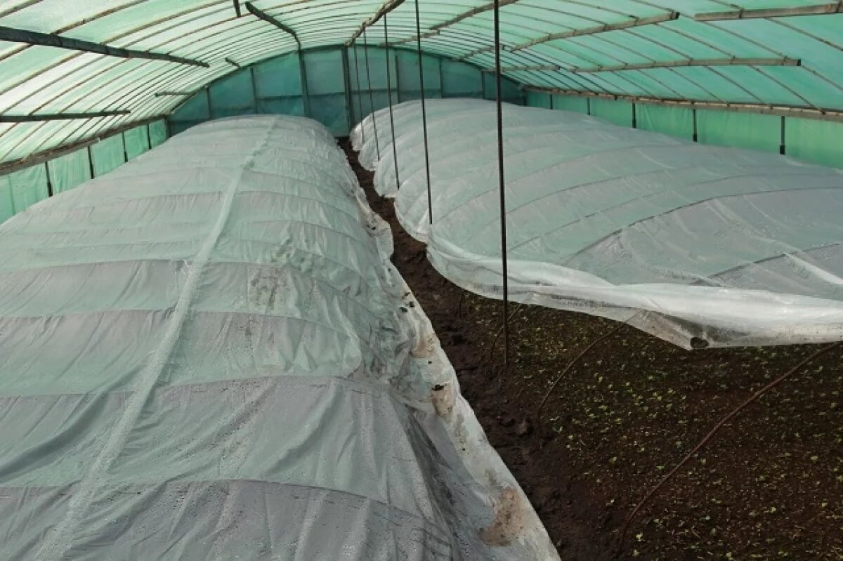    Омских фермеров обязали определиться, как использовать навоз в 2026 году