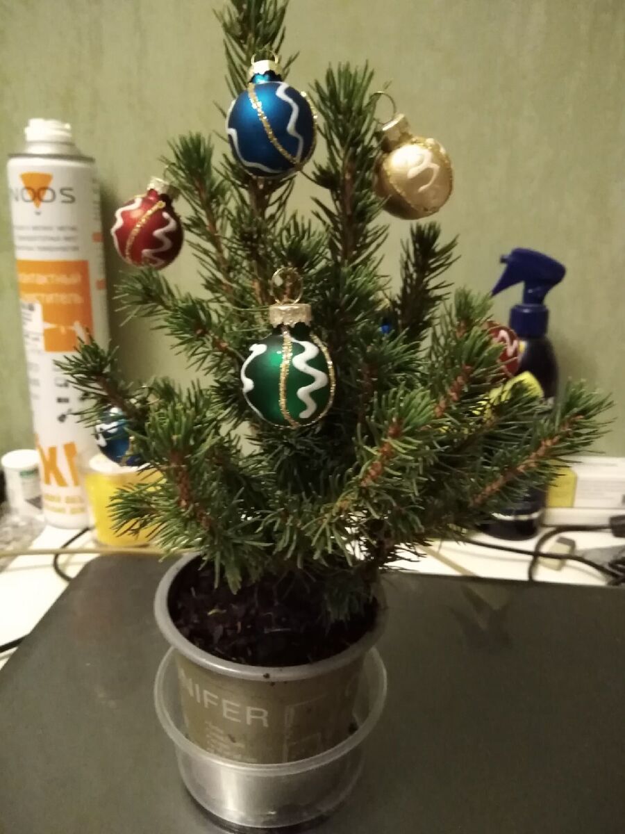 Такая елочка кота не интересует, угнал только красный шар, и гонял его, как мячик