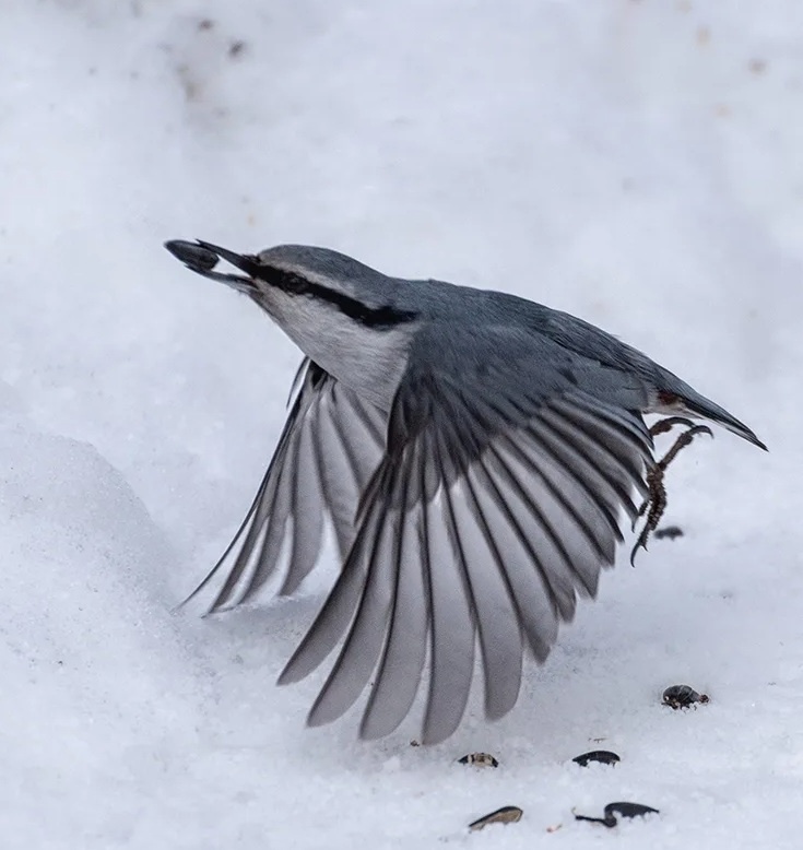 Поползень собирает семена подсолничника, оставленные людьми.