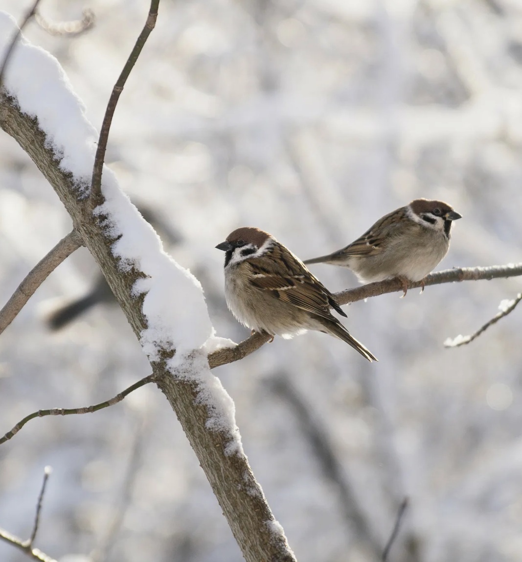 Воробьи нахохлились, греясь на солнышке после сытного обеда