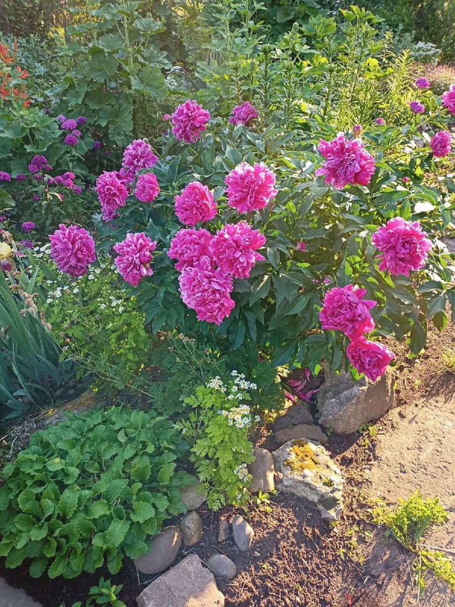 Этому пиону 5 лет