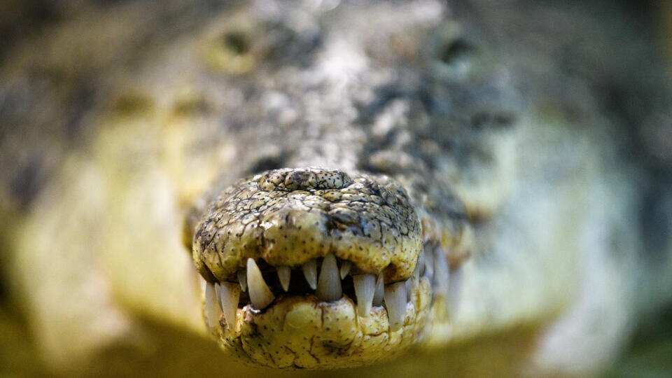     Голову и бюстгальтер съеденной женщины извлекли из желудка крокодила www.globallookpress.com/Ilya Moskovets