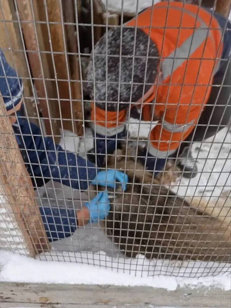     Фото: КГХ Улан-Удэ