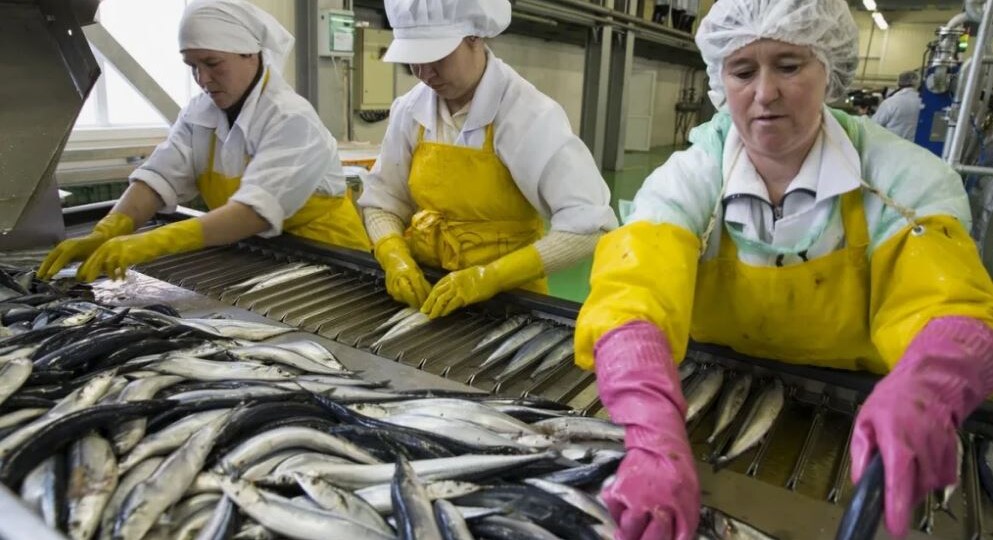 Куда девается наша рыба? Отрасль растёт, а мы купить рыбу не можем