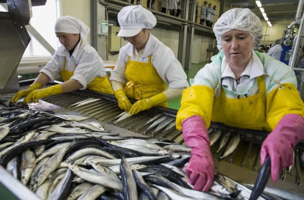 Рабочие рыбной отрасли (иллюстрация из открытых источников)