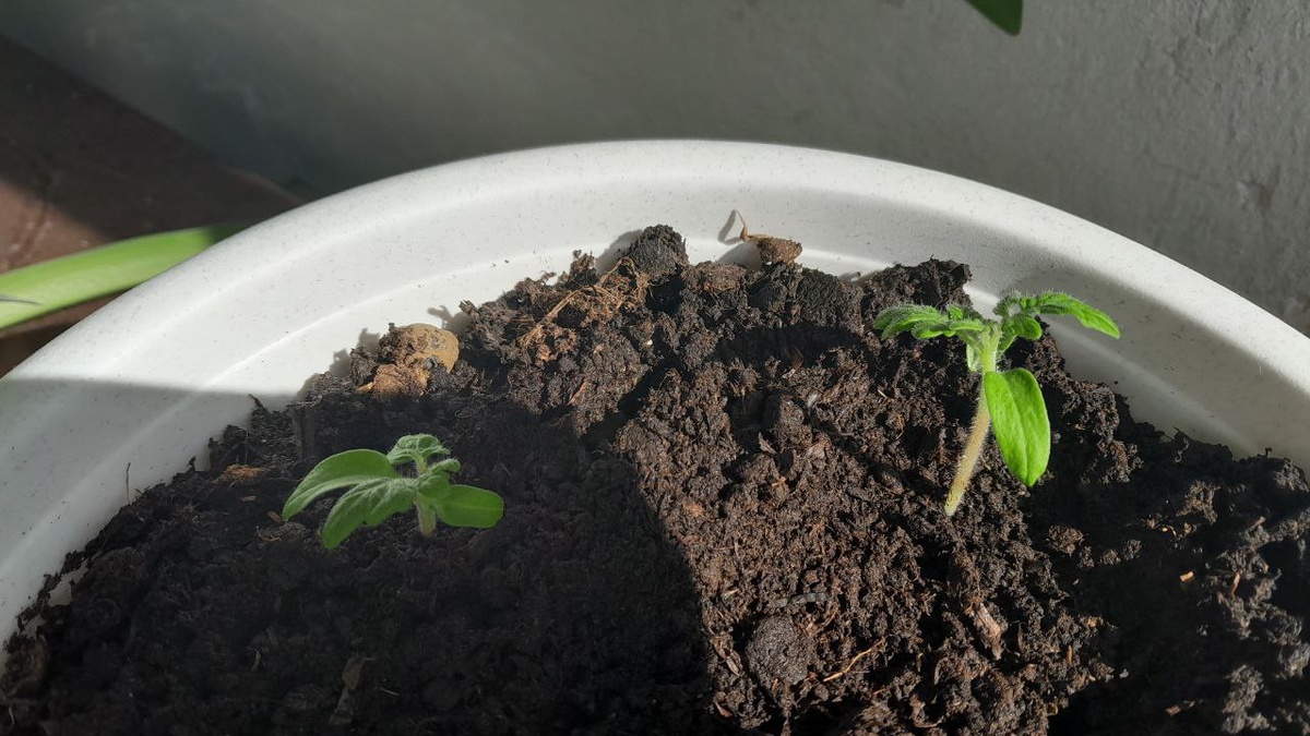 Здесь уже с листочками