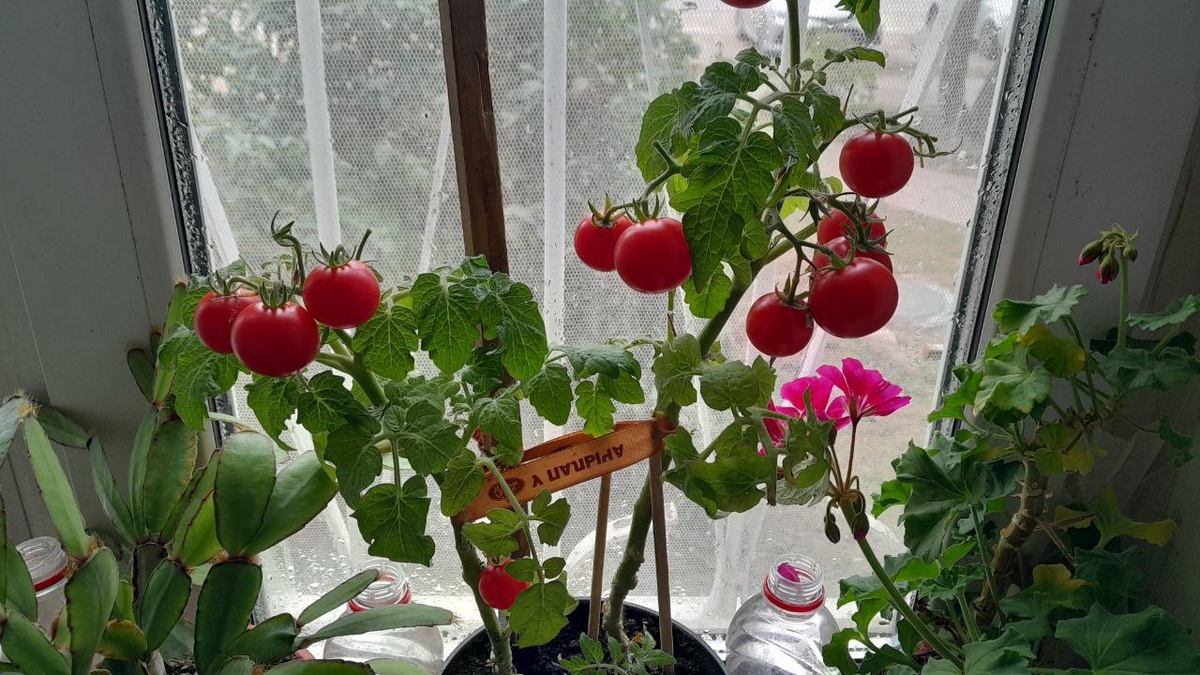 Черри на подоконнике. Тоже такие хочу.