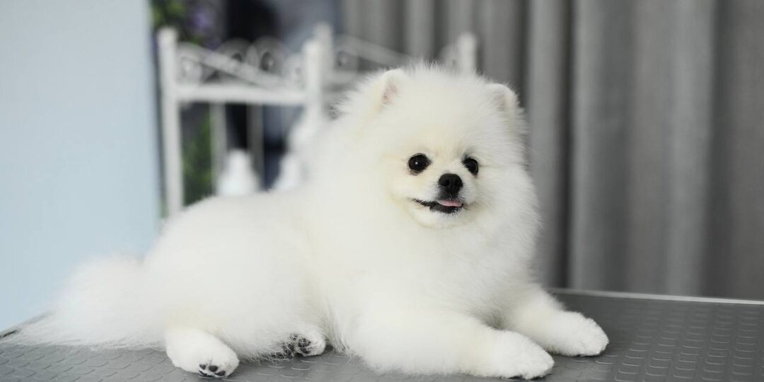 Когда грумеру приходится говорить «стоп»