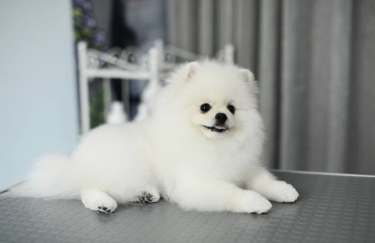 Момент тишины на грумерском столе, когда важно не продолжать, а услышать. Пауза, в которой сохраняется доверие и начинается настоящая работа.