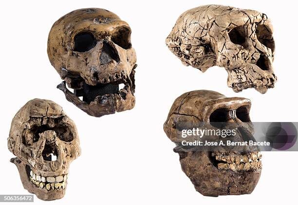 Многие древние родственники человека жили в одно и то же время, но из-за этого сложно определить, от кого произошли люди. (Фото предоставлено Хосе А. Бернатом Басете через Getty Images)