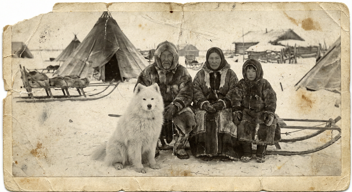 Самоедская собака — древняя северная порода, выведенная народами Севера (самоедами, ненцами) для жизни в экстремальных условиях.