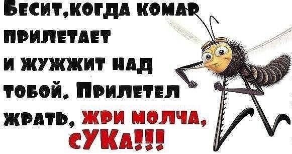 На планете существует более 3500 видов комаров