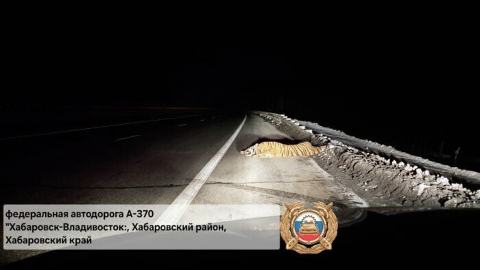 На дорогах Дальнего Востока пора устанавливать новые знаки: «Осторожно – тигры» / Фото: Госавтоинспекция Хабаровского края