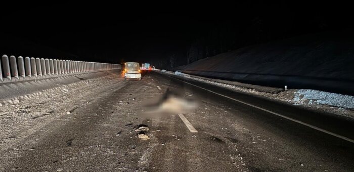    Снимок массового «тигриного» ДТП. Тело тигра в ГИБДД на всякий случай замазали / Фото: Госавтоинспекция Хабаровского края