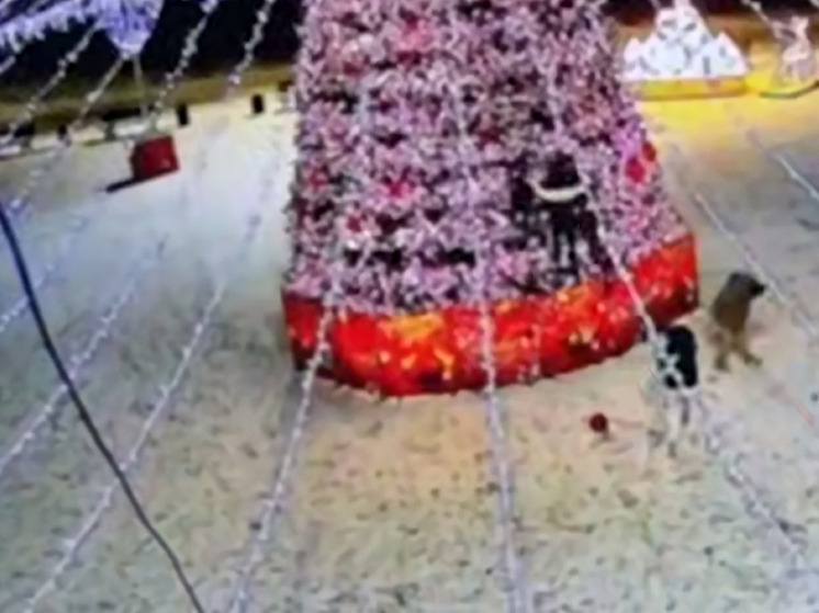     Фото: скрин видео https://t.me/amur_mash