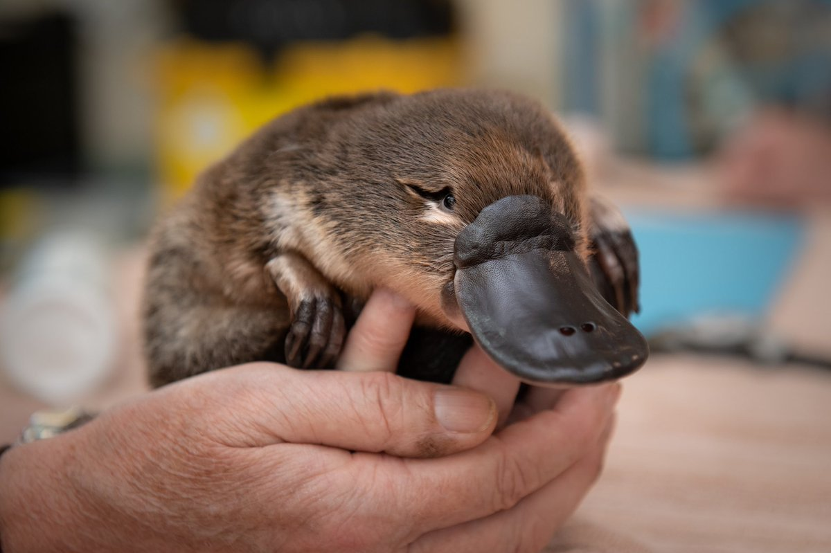 Утконос в Австралии