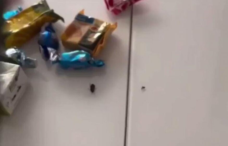    Видео с тараканами в подарке из Анапы — фейк на ИИ: разъяснение оперштаба края