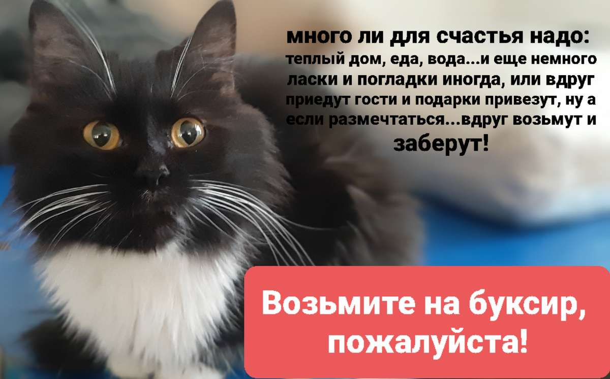 Это Омега. У нее есть близняшка Альфа и братья Мэйсон,  Федот и Баратрумм...все они "подарены" приюту людьми вместе с их мамой.  Все они ждут сврего Человека. А пока приют их единственный дом.