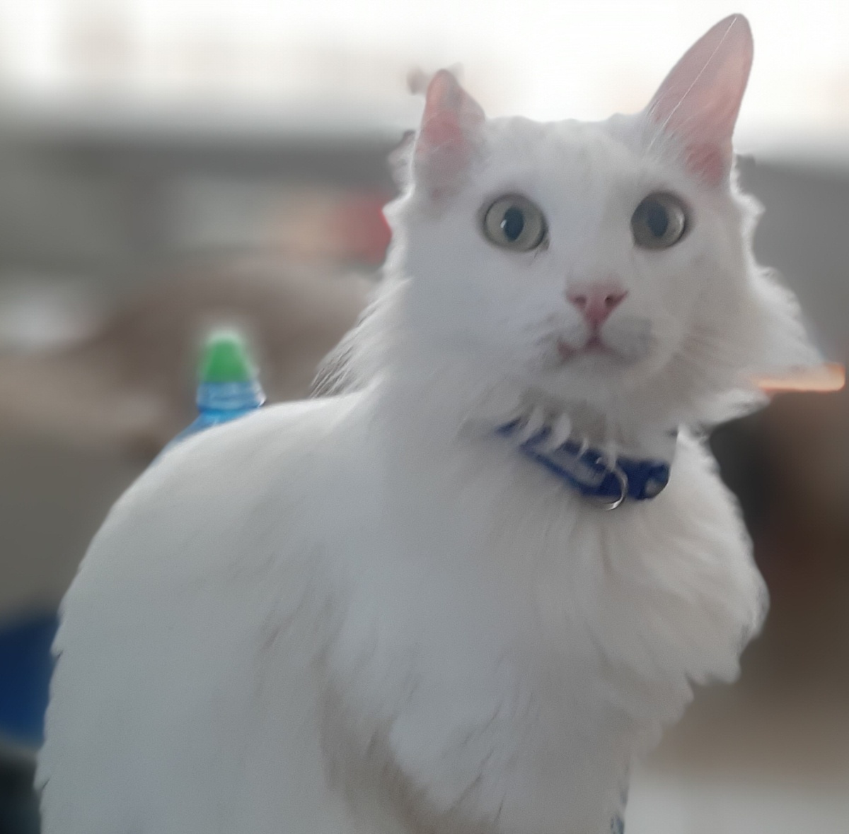 Лютик. Терпеть не может шум и конфликты в ПВС гасит моментально подлапными средствами.