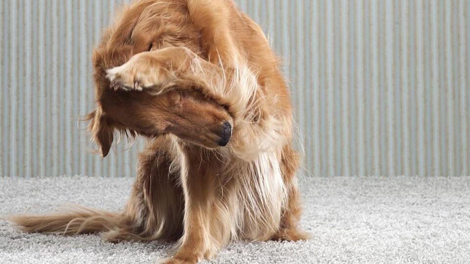 Диета для собаки-аллергика: какие ингредиенты лечат, а какие калечат